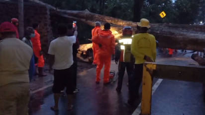 Pohon Tumbang Menutup Jalur Nasional Majalengka-Kuningan, Lalu Lintas Lumpuh