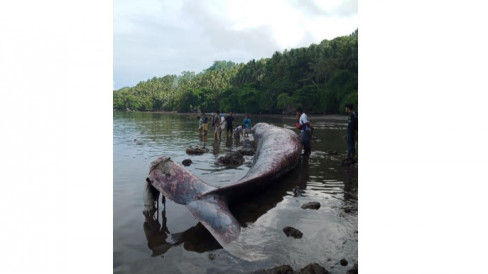 Paus Terdampar di Banggai Laut, Panjangnya Lebih dari 12 Meter