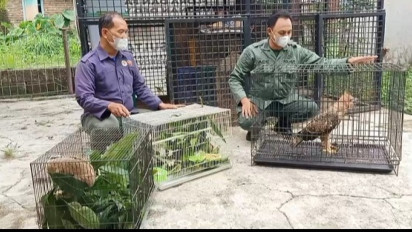 Penemuan Elang Jawa & Kukang di Cirebon Diamankan BKSD Jawa Barat