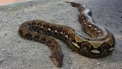 Dililit Ular Piton Sepanjang 4 Meter Warga Di Muna Dilarikan ke Rumah Sakit