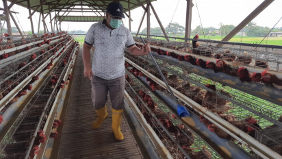 Harga Telur Ayam Kembali Anjlok, Peternak di Boyolali Meradang