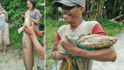 Warga Temukan Lele Dumbo Seberat Delapan Kilogram Ditengah Banjir