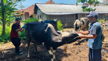 Cegah Penyakit Brucellosis, Disnakkan Boyolali Lakukan Pemeriksaan Ternak Sapi Perah
