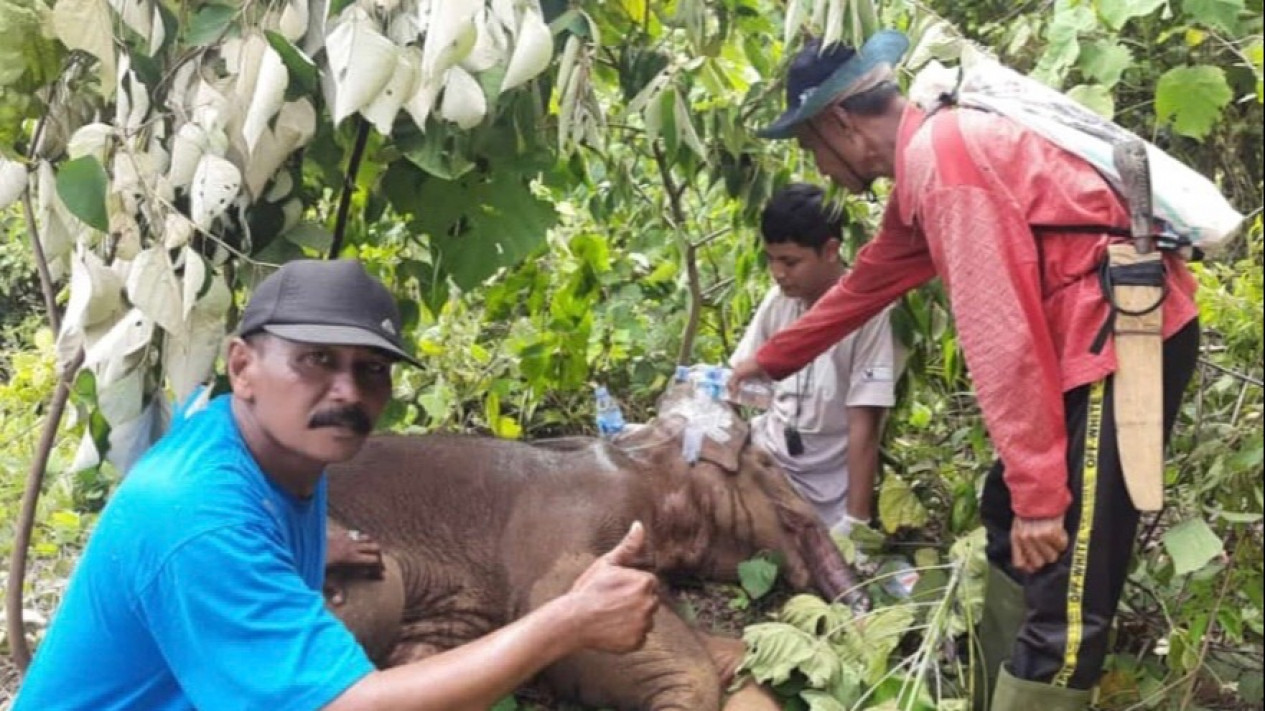 Warga Bersama BKSDA Aceh Selamatkan Seekor Anak Gajah dari Jeratan
            - galeri foto