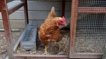 Penyebaran Flu Burung di Eropa dan Asia, Belgia Perketat Upaya Pencegahan