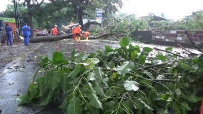 Hujan disertai  Angin Terjang Sumedang, Pohon Besar Tumbang Tutup Akses Jalan Provinsi