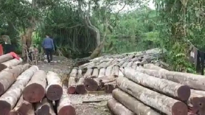 Jarah 10 Ton Kayu di Hutan Lindung Giam Siak Kecil, Pelaku Illegal Logging Dibekuk Krimsus Polda Riau 
