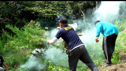 BNN Musnahkan Lima Hektar Ladang Ganja di Mandailing Natal
