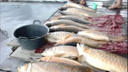 Banjir Menyebabkan Ikan Arwana Peliharaan Warga di Kapuas Hulu Mati