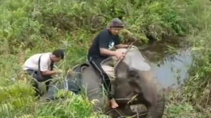 11 Gajah Liar Masuk ke Permukiman Warga, Tim BKSDA Bunyikan Mercon