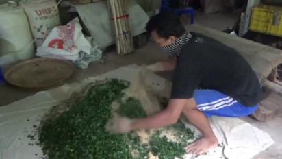 Solusi Pakan Pabrikan Mahal, Peternak Ayam Petelur di Pati Membuat Pakan Alternatif Berbahan Daun Kelor dan Azolla