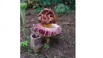 Bunga Bangkai Setinggi Satu Meter Tumbuh di Kebun Warga Cianjur Jawa Barat