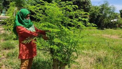 Manfaat Daun Kelor: Diolah Jadi Sayur atau Kue, Juga Minuman Sehat dan Kosmetik