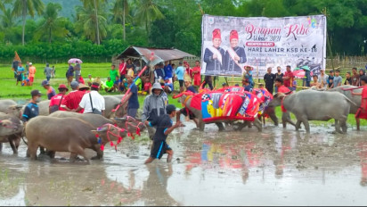 Serunya HUT Kabupaten Sumbawa Barat, Ratusan Kerbau Dipacu Dalam Lomba Barapan Kebo Suku Sumbawa