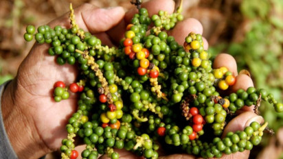 Lada Ternyata Mengandung Antioksidan Tinggi