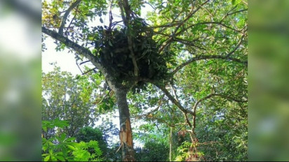 Warga Resah, 2 Ekor Beruang Madu Masuk ke Pemukiman Dan Merusak Tanaman di Kebun Warga