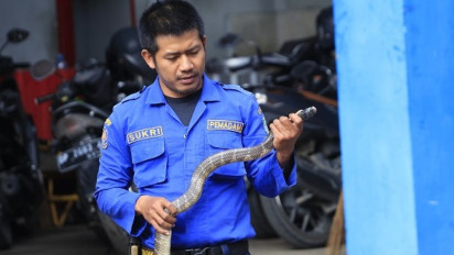 Tim Satwa Damkar Parepare Tangkap King Cobra 2 Meter dari Rumah Warga