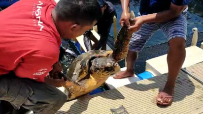 Seekor Penyu Langka Tersangkut Jaring Nelayan di Selat Bali