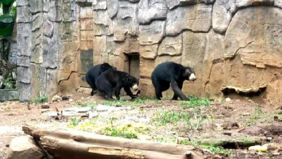 Bayi Jantan Beruang Madu Lahir Alami di Lembaga Konservasi Lembah Hijau