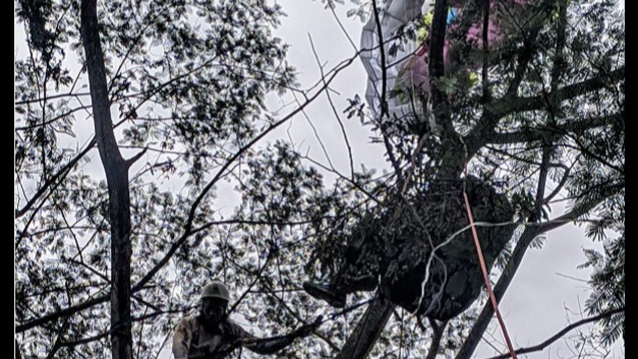 Penerbang Paralayang di Puncak Bogor Tersangkut di Pohon
            - galeri foto