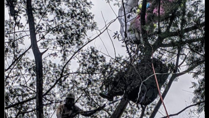 Penerbang Paralayang di Puncak Bogor Tersangkut di Pohon