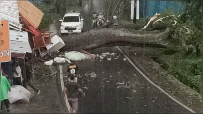 Pohon Ratusan Tahun Tumbang, Akses Jalan Menuju Kota Batu Tertutup