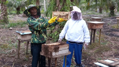 Budidaya Lebah Madu di Tengah Kebun Kelapa Sawit, Panennya hanya Dua Kali Setahun