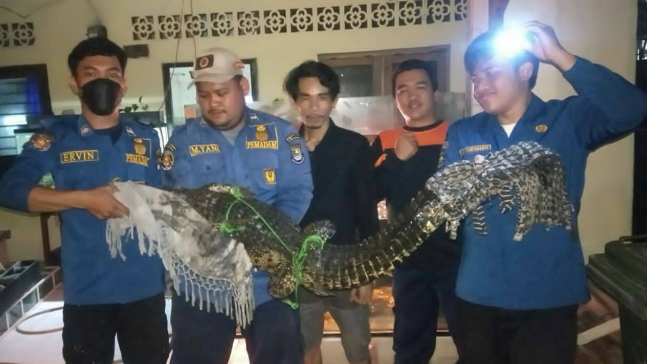 Buaya 1,2 Meter Masuk Rumah Warga di Kabupaten Tangerang
            - galeri foto
