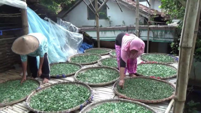 Pandemi Covid-19, Produksi Teh Kelor Rumahan di Pati Naik 300 Persen