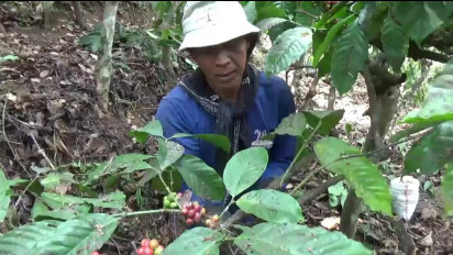 Harga Kopi di Tingkat Petani di Pati Naik, Namun Penjualan Kopi Menurun