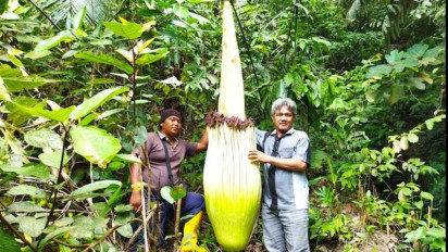 Bunga Bangkai Setinggi 2,5 Meter Kembali Tumbuh Subur di Oku Selatan