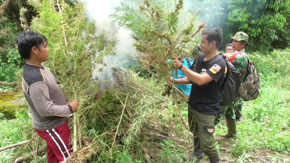 BNN Kembali Temukan Ladang Ganja di Mandailing Natal Seluas Lima Hektar