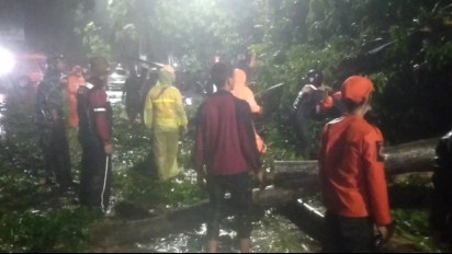 Sejumlah Pohon Tumbang Tutup Jalur Pantura Cirebon Akibat Hujan Deras Disertai Angin Kencang
