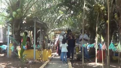 Asyiknya Berwisata di Agrowisata Kelapa Kopyor Khas Pati Sekaligus Belajar Cara Menanam dan Merawat Kelapa Kopyor