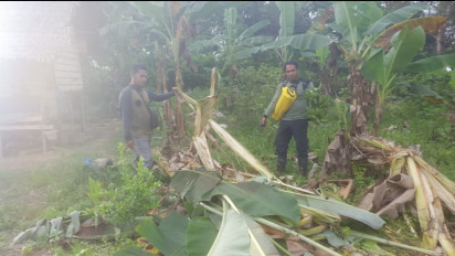 Gajah Liar Kembali Mengamuk Dua Hektar Kebun dan Satu Rumah Rusak