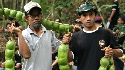 Wow! Ini Dia Penampakan “Petai” Jumbo di Banjarnegara Jawa Tengah