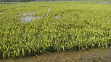 Lebih dari 76 Hektare Sawah di Nusa Tenggara Barat Terdampak Banjir