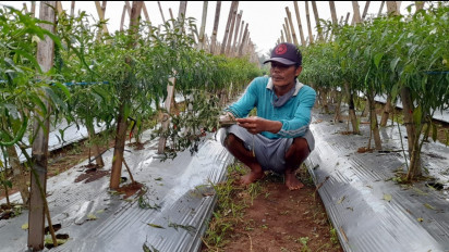 Sedih, Saat Harga Naik, Cabai di Kebun Petani Banjarnegara Malah Dicuri Maling