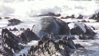 Seekor Paus Bungkuk Ditemukan Tewas Terdampar di Pesisir Pantai Cape Town Afrika Selatan