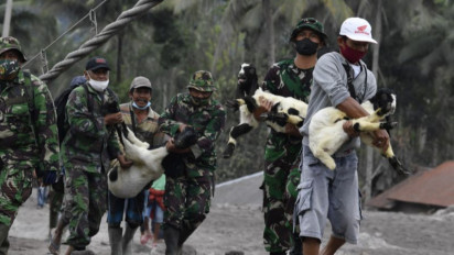 Posko Penanganan Bencana Semeru Tangani Hewan Terdampak