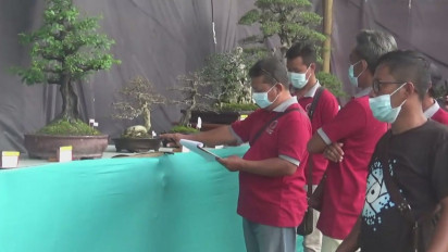 Ratusan Bonsai Dari Berbagai Daerah Bersaing Menjadi yang Terindah