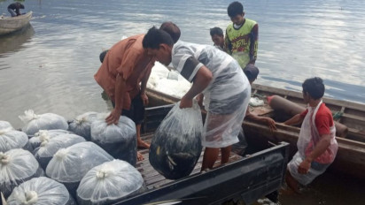 Ikan Mati di Danau Maninjau Menjadi 552 Ton