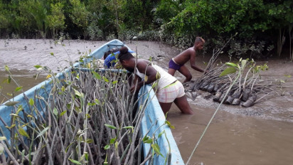Dahsyat, Kelompok Tani di Papua Barat Rehabilitasi 1.500 Hektar Hutan Magrove 