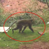 BKSDA: Raja Monyet Pelaku Teror Kambing dan Ayam Warga Ciamis