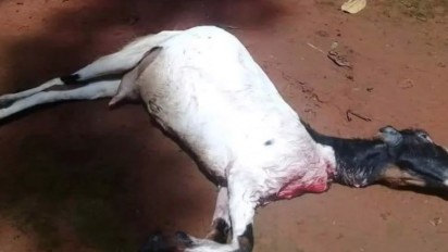 Teror Monyet Ekor Panjang di Ciamis, Sudah Mangsa 300 Ayam dan 23 Kambing Milik Warga
