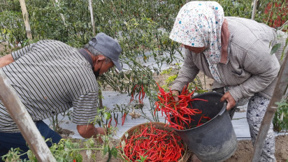Belum Tahu Harga Naik, Petani Boyolali Masih Jual Cabai dengan Harga Murah
