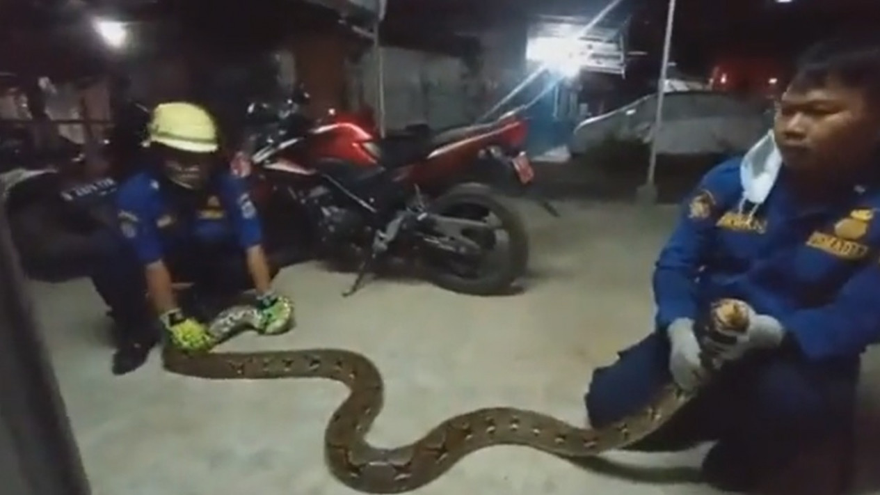 Dinas Gulkarmat Evakuasi Ular Sanca yang Sembunyi di Atap Rumah Warga Cawang Jaktim, Plafon Sampai Ambrol
            - galeri foto