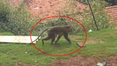 Teror Monyet Ekor Panjang di Ciamis, Tokoh Masyarakat Tepis Monyet adalah "Siluman"