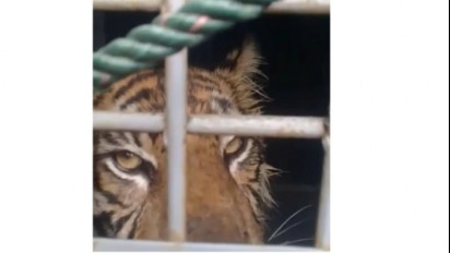 Harimau Sumatera yang Berkeliaran di Permukiman Warga Berhasil Ditangkap BKSDA Sumut