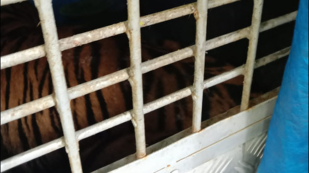 Masuk Perangkap BKSDA, Harimau Sumatera Berhasil Dievakuasi Tim Gabungan
            - galeri foto